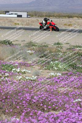 media/Feb-04-2023-SoCal Trackdays (Sat) [[8a776bf2c3]]/Turn 15 Inside Blooming (1050am)/